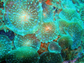   discs soft coral more cf29.com cf29.com) cf29com) cf29 com)  